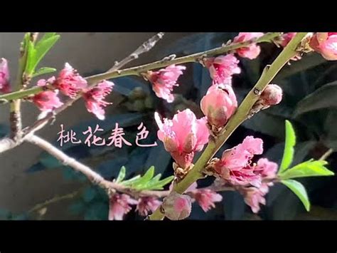 桃花結果 風水|桃花風水やお墓参りが最強の運気を呼ぶ？花で幸運をもたらす3。